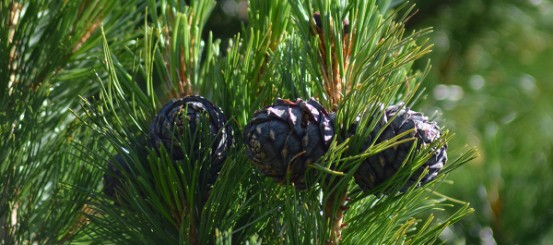 Zirbenzweige Biologisches Zirbenöl