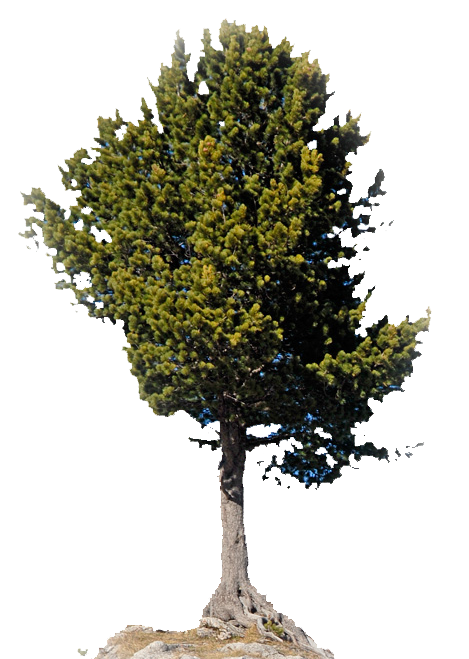 Zirbe Kärntner Nockberge